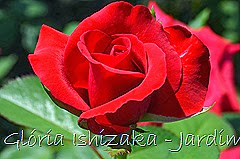 9   - Glória Ishizaka - Rosas do Jardim Botânico Nagai - Osaka