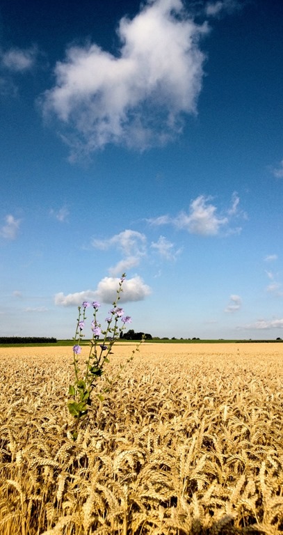 [WP_20130803_028%2520%2528689x1300%2529%255B4%255D.jpg]