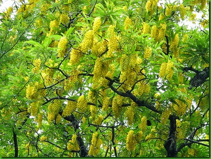 Cassia ferruginea Cassia ferruginea