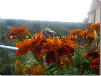 DSC01063m DSC01063m