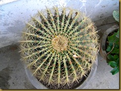 DSCN7483 DSCN7483