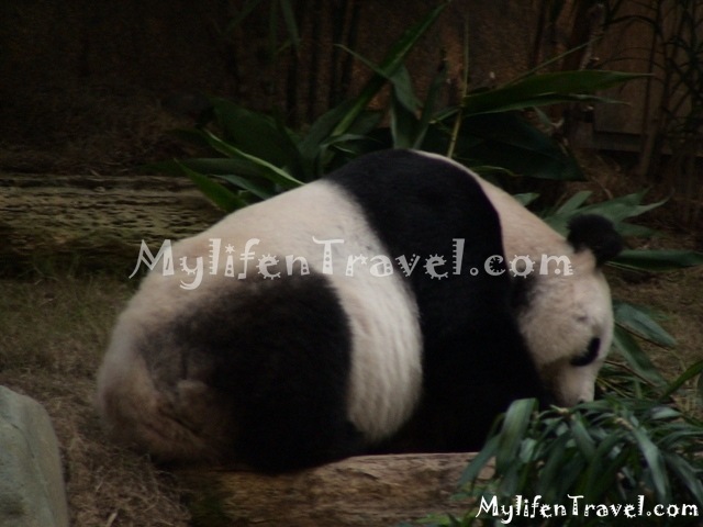 Ocean Park Asian Animal 02 Ocean Park Asian Animal 02