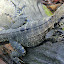 Dragon Lizard - Port Douglas, Australia