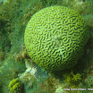 coralgardensdivesite1.jpg