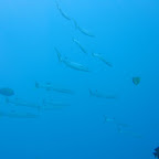 Barracuda's