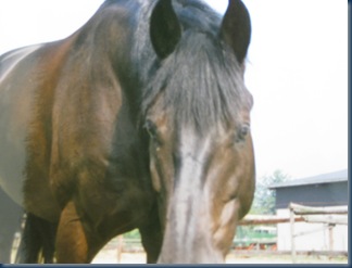 pferde 002