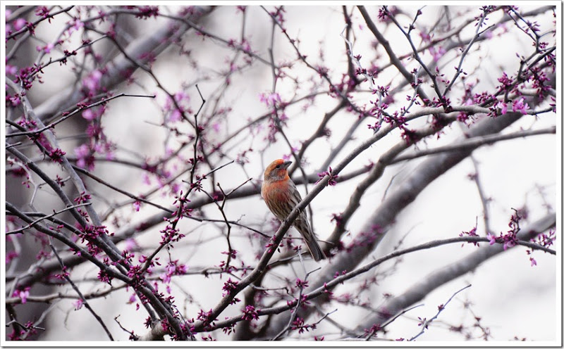 housefinch-013web