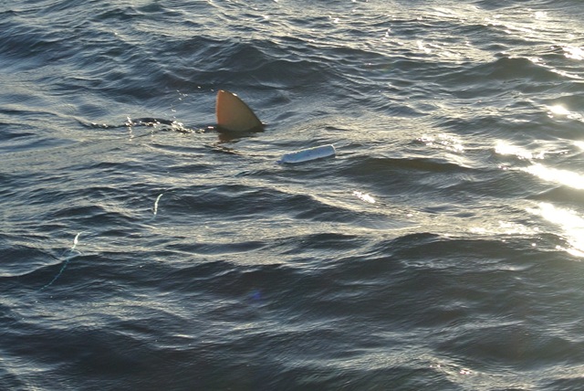[DSC_2407%255B3%255D.jpg]