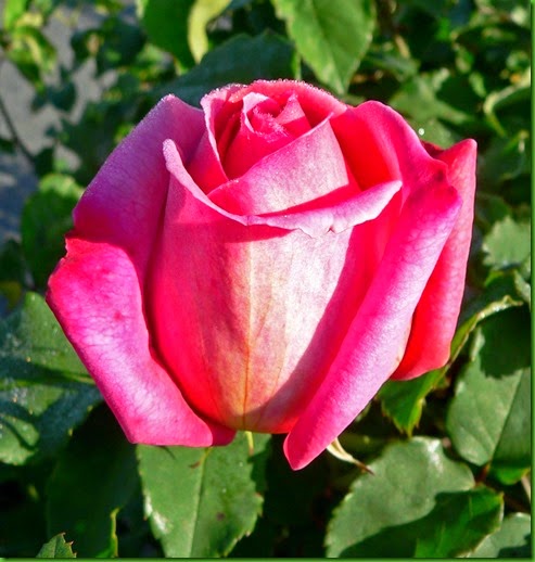 Rosa MY CHOICE Rosa MY CHOICE