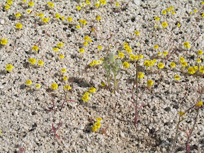 Wallace's Woolly Daisies