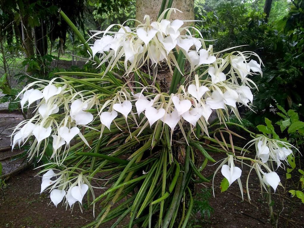 [OR%2520Brassavola%2520nodosa%255B3%255D.jpg]