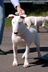 Bullworld Good To Be Back