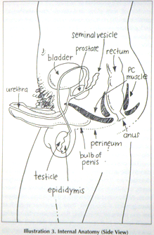 "The Ultimate Guide To Fellatio" by Violet Blue | Illustration 3. Internal Anatomy (Side View)