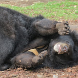 Wrocławskie ZOO