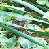 National Zoo in August