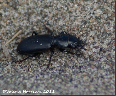 19 beetle-Broscus-cephalotes
