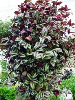 [Tradescantia%2520zebrina%255B2%255D.jpg]
