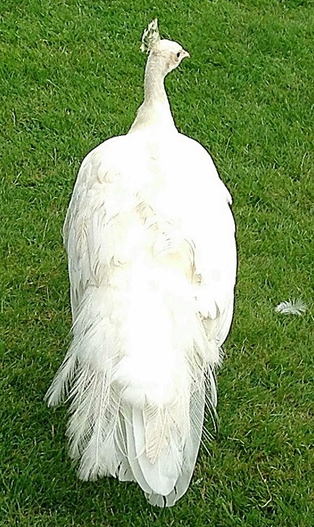 [peacock-white33.jpg]
