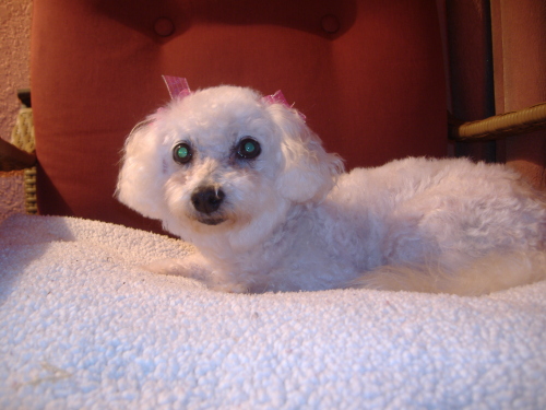 Just two weeks ago, Camillia adopted a frightened and confused bichon frise who now answers to the name Ms. Chardonnay. Just two weeks ago, Camillia adopted a frightened and confused bichon frise who now answers to the name Ms. Chardonnay.