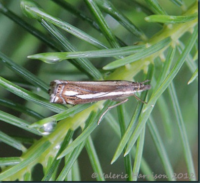 crambus ericella