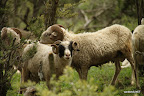 Sheep