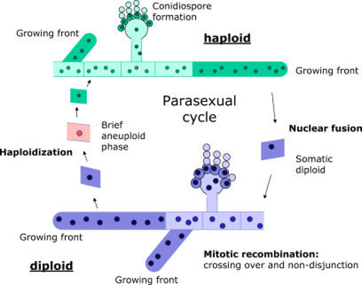 chemosynthesis steps chemosynthesis steps