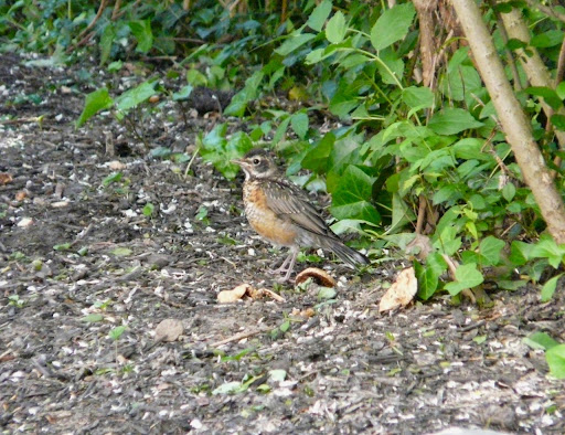 New baby Robin in the yard! May 31, 2014