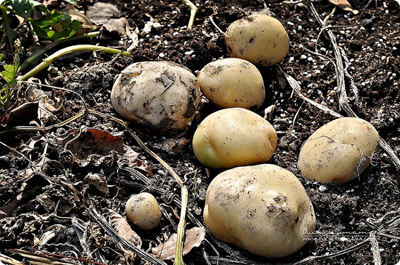 Potatoes