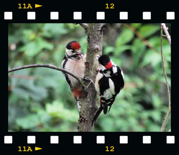 [Male-woodpecker-feeding-young-02-fil%255B1%255D.png]