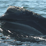 Skim-feeding north atlantic right whale