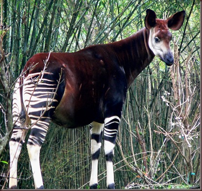 Amazing Animal Pictures Okapi (1)