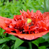 DSCF7423.jpg