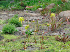 Chanticleer has a really fantastic bog garden. The foliage of these carnivorous plants is just barely emerging from the marshy ground, but these dramatic flowers provide plenty of show in the meantime.
