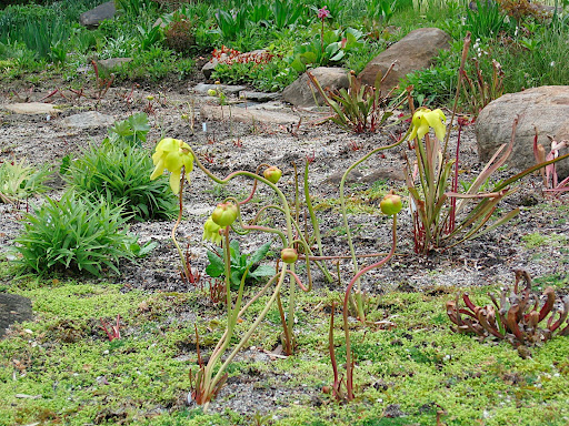 Chanticleer has a really fantastic bog garden. The foliage of these carnivorous plants is just barely emerging from the marshy ground, but these dramatic flowers provide plenty of show in the meantime.