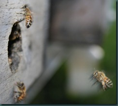 bees bees