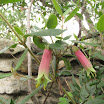 back yard 039.jpg
