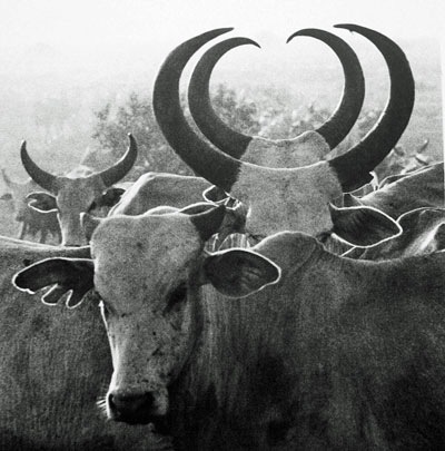 [59_Ricciardi_Orma-Cattle-Double-Horns-Cropped%255B4%255D.jpg]