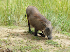 Murchison Falls Nationalpark