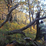 Climbing to the summit of Gunung Mutis (Daniel Quinn, August 2011)