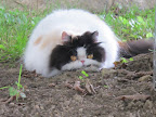 Don't act so horrified!  Bird hunting is instinctual for cats, you see, and there's nothing I can do about it!