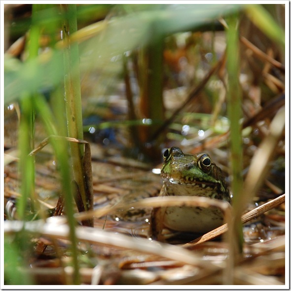 FROG