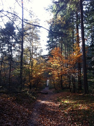 zonnig pad zonnig pad