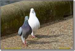 Coombe  Abbey CP - Early spring