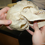 skull_condyles_unlabeled.JPG