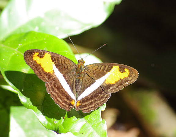 Adelpha capucinus velia FELDER & FELDER, 1867. Sertao de Barra do Una (Sao Sebastiao, SP). 17 février 2012. Photo : J.-M. Gayman