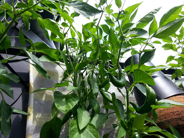 20140809_121548.jpg