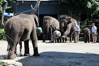 Elephants playing soccer