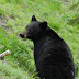 Black.bear.dscn2735