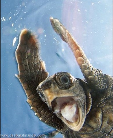 animais national geographic desbaratinando (15) animais national geographic desbaratinando (15)