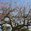 Santa Barbara, CA, Coral Tree